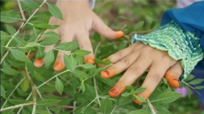 pohon pacar atau inai