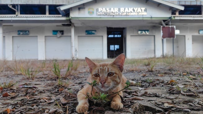 Seekor kucing berada di halaman Pasar Rakyat Desa Petaling yang terbengkalai di Petaling Jaya, Muaro Jambi, Jambi, Kamis (15/1/2026). [ANTARA FOTO/Wahdi Septiawan/rwa]