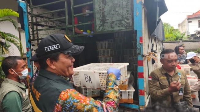 Penampakan burung yang akan diselundupkan di Balai Besar Karantina Hewan, Ikan, dan Tumbuhan Provinsi Bali, Rabu (21/1/2026) [Suara.com/Putu Yonata Udawananda]