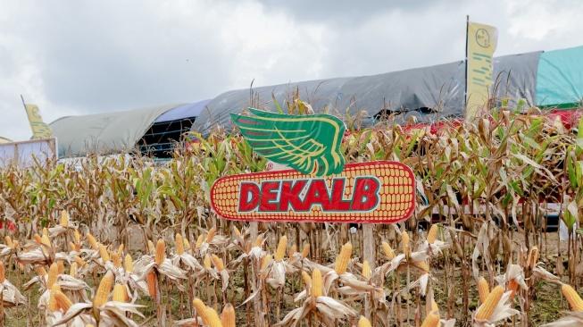 Lampaui Rata-Rata Nasional, Produktivitas Jagung Dekalb Capai 7 Ton per Hektare