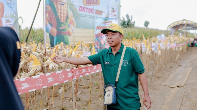 Field Assistant Bayer menjelaskan benih jagung DK79C “Kuat” yang  dirancang
untuk lahan kering dan wilayah berbukit  dengan umur panen sekitar 100 hari. [Handout]