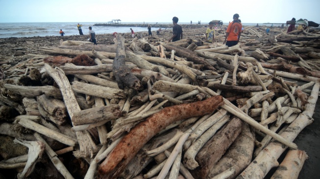 Sejumlah warga mengumpulkan kayu yang terdampar di Pantai Utara Desa Larangan, Kabupaten Tegal, Jawa Tengah, Senin (26/1/2026). [ANTARA FOTO/Oky Lukmansyah/foc]