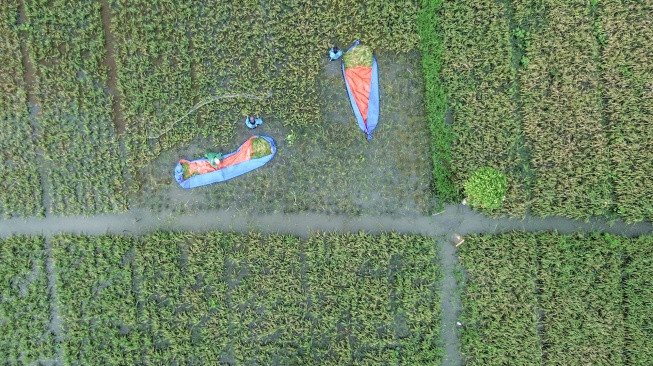 Foto udara petani mengangkut padi yang panen menggunakan terpal di sawah yang tergenang banjir, Rorotan, Jakarta, Rabu (28/1/2026). [ANTARA FOTO/Fakhri Hermansyah/bar]