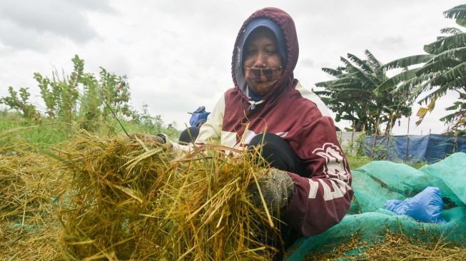 Petani mengeringkan padi usai panen di area sawah yang tergenang banjir di Rorotan, Jakarta, Rabu (28/1/2026). [ANTARA FOTO/Fakhri Hermansyah/bar]