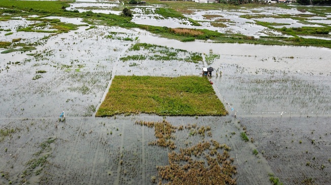 Foto udara sawah yang tergenang banjir di Rorotan, Jakarta, Rabu (28/1/2026). [ANTARA FOTO/Fakhri Hermansyah/bar]