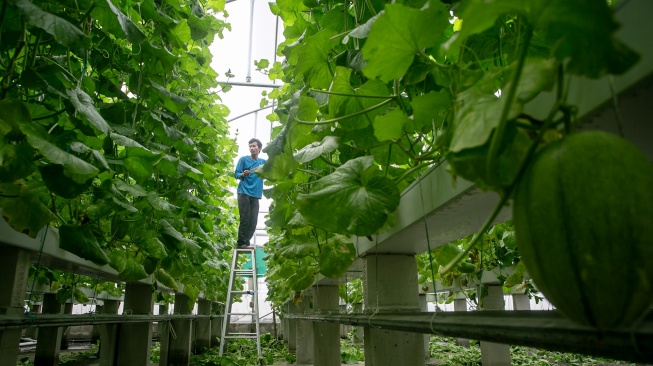 Pekerja merawat tanaman melon di dalam rumah kaca atau greenhouse atap Rumah Sakit Umum Daerah (RSUD) dr. Soehadi Prijonegoro (RSSP), Sragen, Jawa Tengah, Kamis (29/1/2026). [ANTARA FOTO/Mohammad Ayudha/bar]