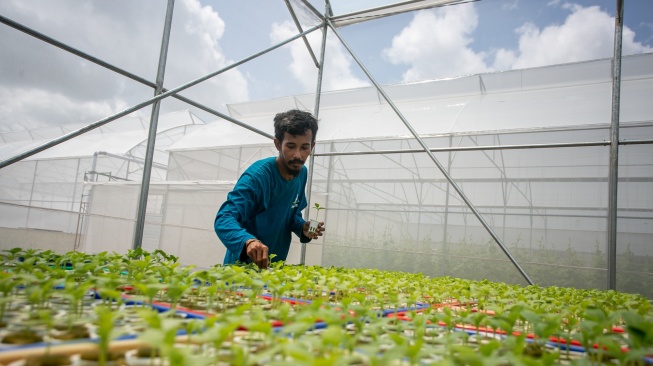 Pekerja melakukan pembibitan buah melon di dalam rumah kaca atau greenhouse atap Rumah Sakit Umum Daerah (RSUD) dr. Soehadi Prijonegoro (RSSP), Sragen, Jawa Tengah, Kamis (29/1/2026). [ANTARA FOTO/Mohammad Ayudha/bar]