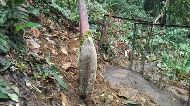 Bunga Bangkai Raksasa Bersiap Mekar di Kebun Raya Bogor, Sabtu 31 Januari 2026 [Andi Ahmad S/Suara.com]