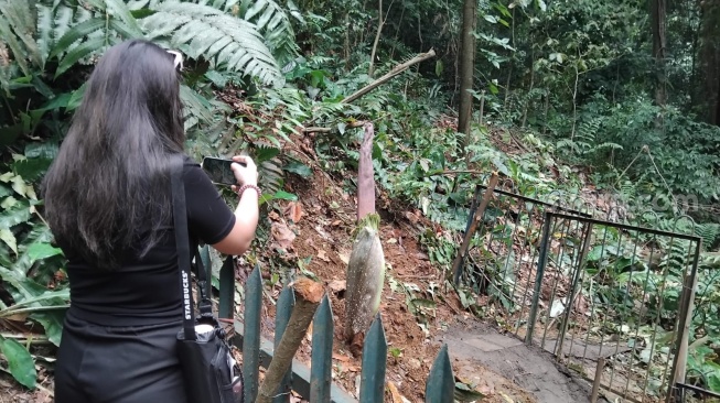 Bunga Bangkai Raksasa Bersiap Mekar di Kebun Raya Bogor, Sabtu 31 Januari 2026 [Andi Ahmad S/Suara.com]