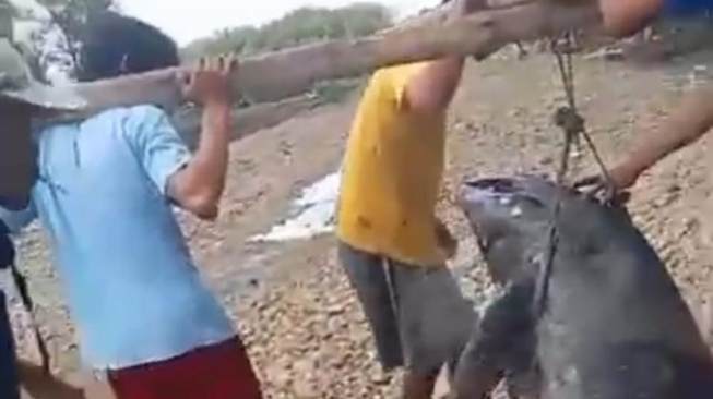 Warga berupaya mengevakuasi lumba-lumba yang terdampar di pesisir Kabupaten Maros, Sulawesi Selatan. (Ist)