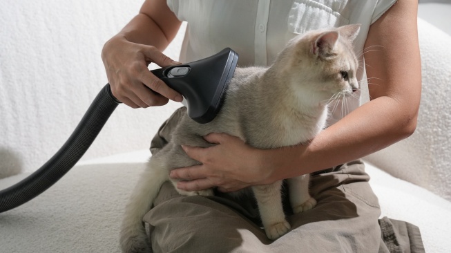 Acerpure Clean V2 Resmi Hadir, Vacuum Cordless Ringan dengan Fitur Canggih Khusus Pemilik Hewan