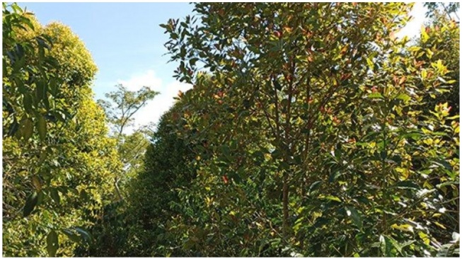 'Mama Jangan Menangis' Surat Terakhir Siswa SD di NTT Sebelum Akhiri Hidup karena Tak Bisa Beli Buku