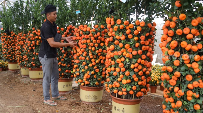 Pembeli melihat buah jeruk Chusa yang dijual di kawasan Meruya, Jakarta, Kamis (5/2/2026). [Suara.com/Alfian Winanto]