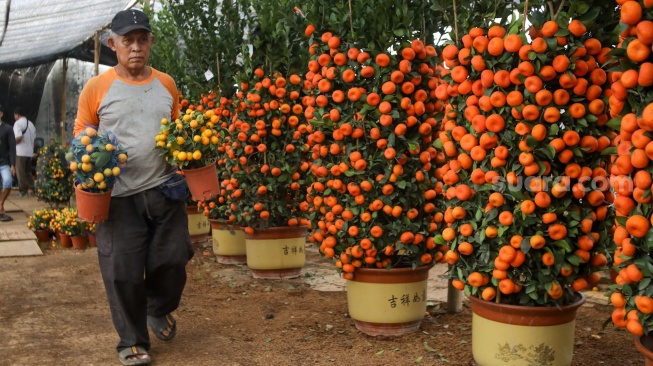 Pekerja membawa pohon jeruk Kim kit dan Chusa yang dijual di kawasan Meruya, Jakarta, Kamis (5/2/2026). [Suara.com/Alfian Winanto]