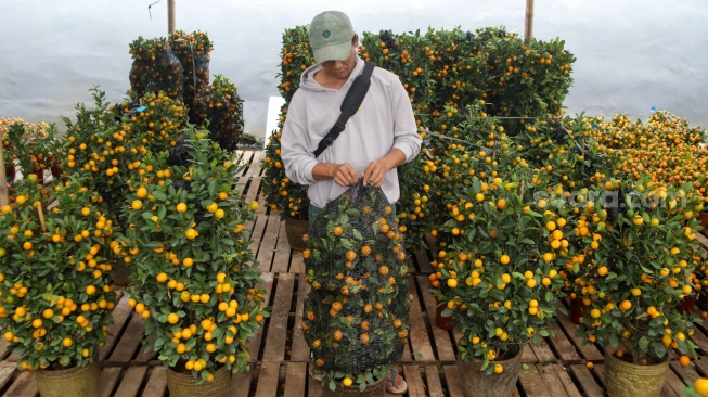 Pekerja merawat pohon jeruk Kim kit yang dijual di kawasan Meruya, Jakarta, Kamis (5/2/2026). [Suara.com/Alfian Winanto]
