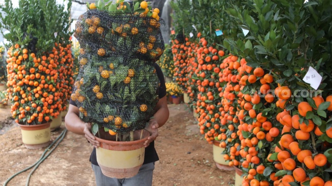 Pekerja membawa pohon jeruk Kim kit dan Chusa yang dijual di kawasan Meruya, Jakarta, Kamis (5/2/2026). [Suara.com/Alfian Winanto]