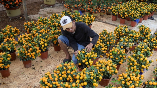 Pekerja merawat pohon jeruk Kim kit yang dijual di kawasan Meruya, Jakarta, Kamis (5/2/2026). [Suara.com/Alfian Winanto]