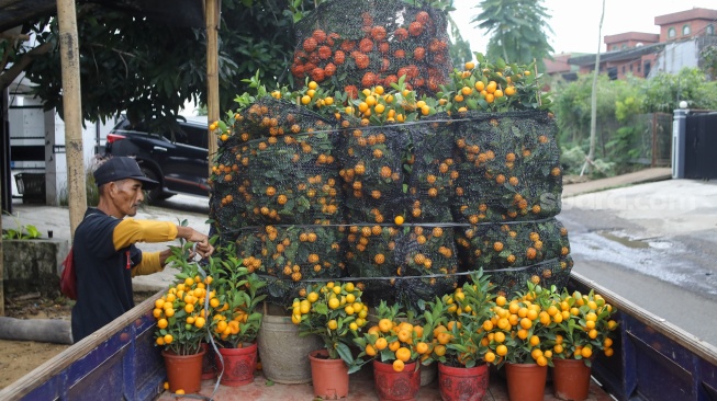 Pekerja membawa pohon jeruk Kim kit dan Chusa yang dijual di kawasan Meruya, Jakarta, Kamis (5/2/2026). [Suara.com/Alfian Winanto]