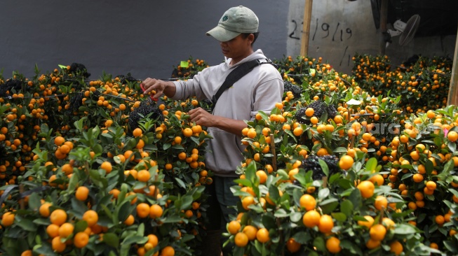 Pekerja merawat pohon jeruk Kim kit yang dijual di kawasan Meruya, Jakarta, Kamis (5/2/2026). [Suara.com/Alfian Winanto]