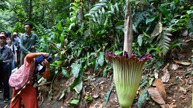 Pengunjung memotret bunga bangkai raksasa (Amorphophallus titanum) yang mekar di Kebun Raya Bogor, Jawa Barat, Jumat (6/2/2026). [ANTARA FOTO/Arif Firmansyah/rwa]