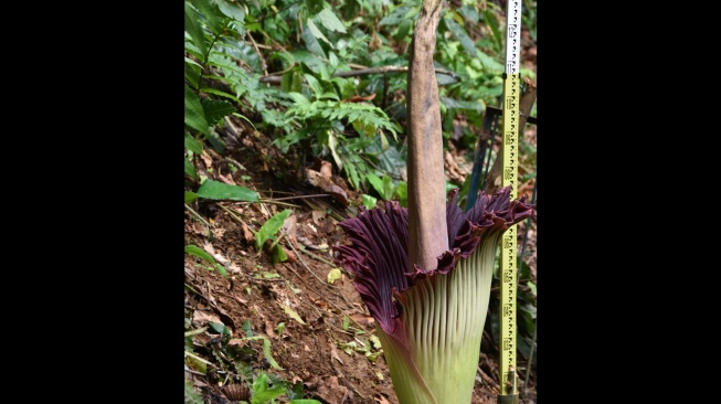 Bunga bangkai raksasa (Amorphophallus titanum) mekar di Kebun Raya Bogor, Jawa Barat, Jumat (6/2/2026). [ANTARA FOTO/Arif Firmansyah/rwa]