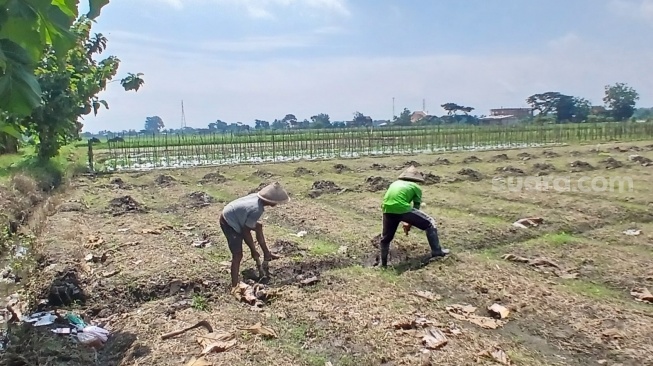 Petani sedang menanam bibit jagung. (Suara.com/Ari Welianto)