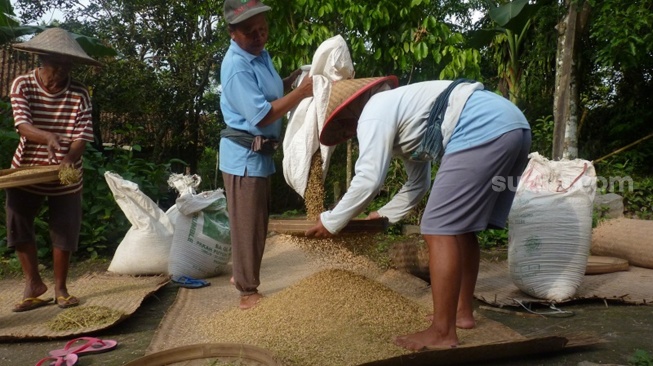 Buruh tani berharap upah dari bagi hasil panen dan menjemur gabah. (Suara.com/ Angga Haksoro Ardi).