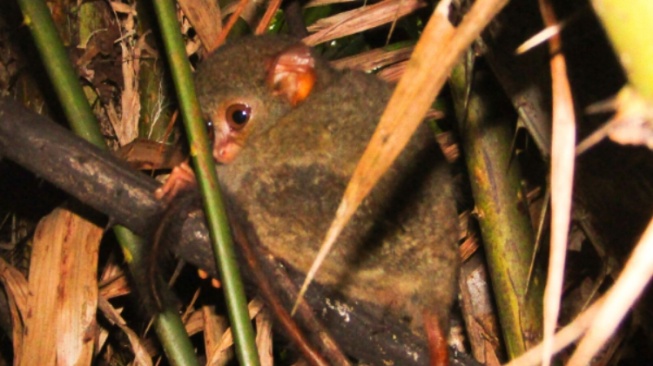 5 Fakta Menarik Tarsius, Si Mata Besar Penjaga Hutan Sulawesi