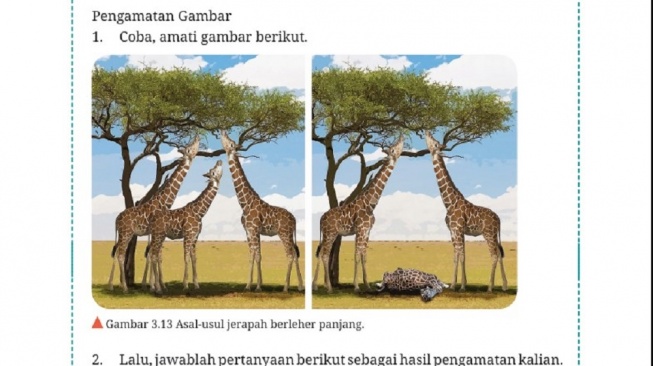 Kunci Jawaban Biologi Kelas XII Aktivitas 3.8 Halaman 150