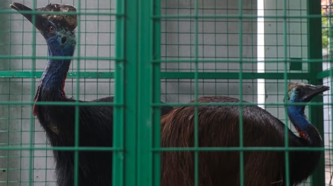 Dua ekor burung kasuari gelambir ganda (Casuarius casuarius) hasil evakuasi dari salah satu tempat wisata yang sudah tidak beroperasi ditempatkan dalam kandang di Kantor Balai Besar Konservasi Sumber Daya Alam (BBKSDA) Jawa Barat Seksi Konservasi Wilayah I, Kota Serang, Banten, Senin (16/2/2026). [ANTARA FOTO/Angga Budhiyanto/rwa]