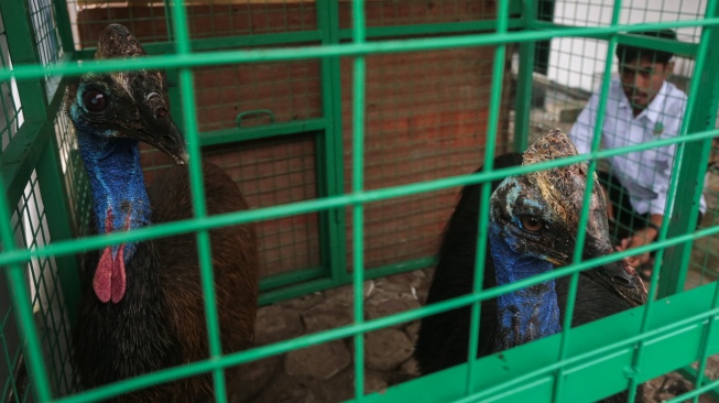 Petugas menunjukkan dua ekor burung kasuari gelambir ganda (Casuarius casuarius) hasil evakuasi dari salah satu tempat wisata yang sudah tidak beroperasi di Kantor Balai Besar Konservasi Sumber Daya Alam (BBKSDA) Jawa Barat Seksi Konservasi Wilayah I, Kota Serang, Banten, Senin (16/2/2026). [ANTARA FOTO/Angga Budhiyanto/rwa]