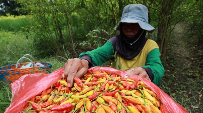 Indonesia Bidik Swasembada 8 Pangan Strategis di 2026