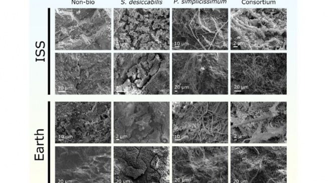 Gambar mikroskop elektron pemindaian (SEM) dari fragmen L-kondrit dalam dua kondisi gravitasi. [Santomartino dkk]