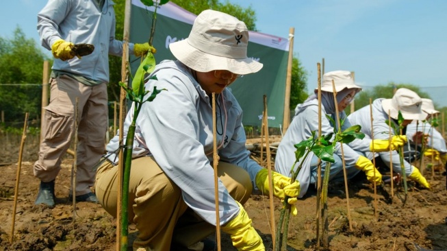 Penanaman mangrove di Semarang Mangrove Center (SMC) pada beberapa waktu lalu (Dok: Telkom)