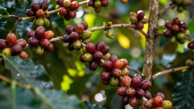 Terdampak Krisis Iklim: Bagaimana Panas Ekstrem Membuat Harga Kopi Makin Melejit?