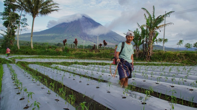 Petani menyemprotkan pupuk pada tanaman cabai di Desa Supiturang, Lumajang, Jawa Timur, Rabu (25/2/2026). [ANTARA FOTO/Irfan Sumanjaya/tom]
