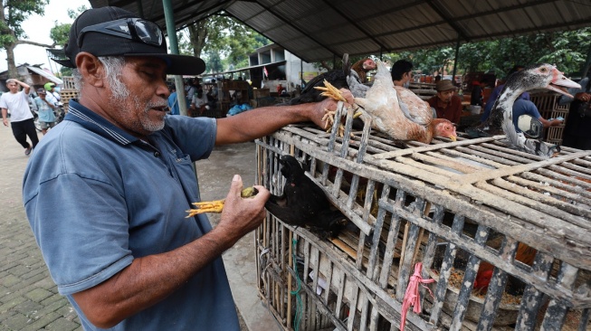 Arab Saudi Larang Impor Unggas dan Telur dari Indonesia, Apa Sebab?