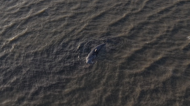 Foto udara bangkai paus sperma (Physeter macrocephalus) yang terdampar di pesisir pantai Desa Totobo, Kabupaten Kolaka, Sulawesi Tenggara, Selasa (3/3/2026). [ANTARA FOTO/Andry Denisah/YU]