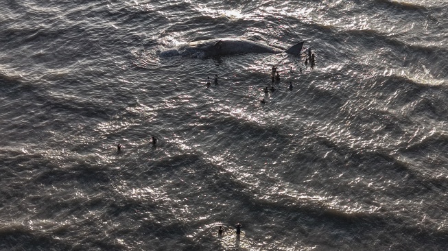 Foto udara sejumlah warga mendekati bangkai paus sperma (Physeter macrocephalus) yang terdampar di pesisir Desa Totobo, Kabupaten Kolaka, Sulawesi Tenggara, Selasa (3/3/2026). [ANTARA FOTO/Andry Denisah/YU]