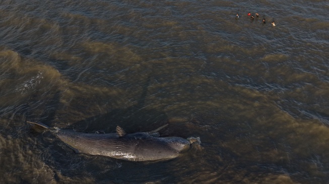 Foto udara sejumlah warga mendekati bangkai paus sperma (Physeter macrocephalus) yang terdampar di pesisir Desa Totobo, Kabupaten Kolaka, Sulawesi Tenggara, Selasa (3/3/2026). [ANTARA FOTO/Andry Denisah/YU]