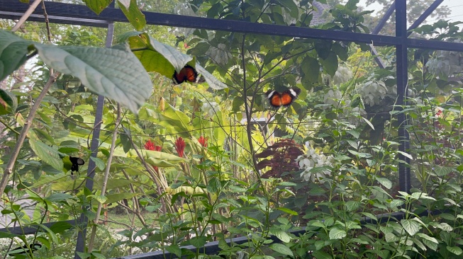 Penangkaran kupu-kupu di Magic Garden [Suara.com/Rena Pangesti]