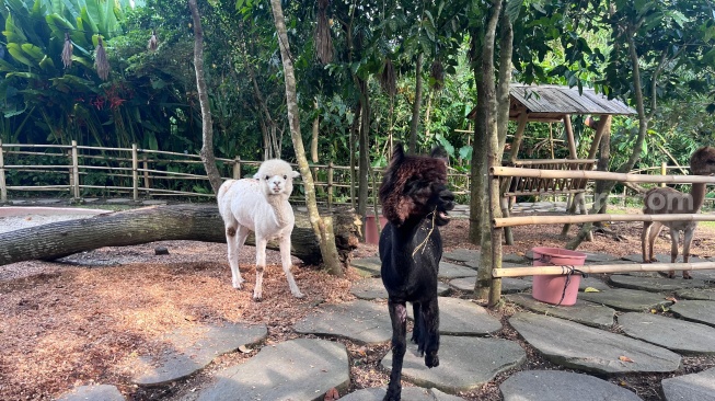 Interaksi dengan alpaca di Nuanu Creative City [Suara.com/Rena Pangestii]