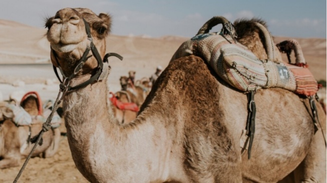 20 Unta Didiskualifikasi dari Kontes Kecantikan, Ketahuan Pakai Botox hingga Filler Bibir