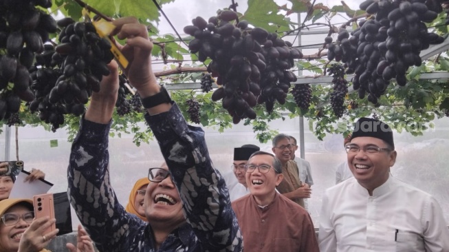Bukan Lagi Mimpi, Anggur Berkualitas Dunia Segera Melimpah dari Lahan IPB