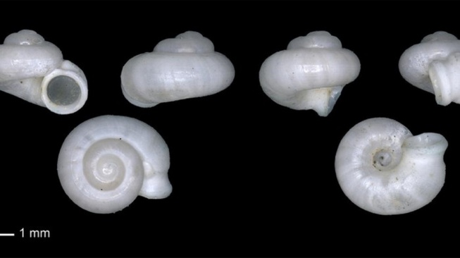 BRIN Temukan Spesies Baru Keong Dayangmerindu, Hanya Ada di Sumatera Selatan