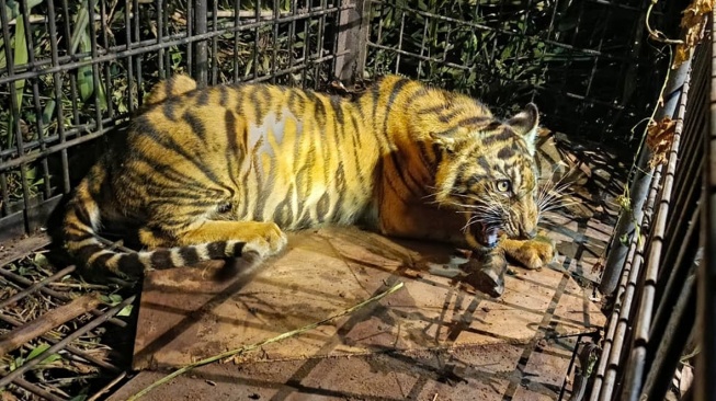Anak Harimau Masuk Kandang Perangkap di Teluk Meranti Pelalawan