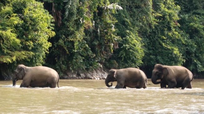 Separuh Habitat Hilang, Ini Strategi Pemerintah Selamatkan Gajah Indonesia