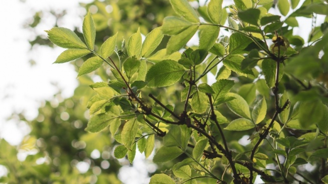 Kenapa Pohon Tidak Bergerak Saat Lebaran Menurut Islam? Ini Penjelasannya