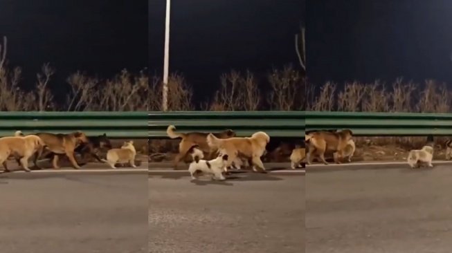Bikin Haru! Kisah 7 Anjing di China Kompak Kabur dari Penangkaran Demi Pulang ke Rumah