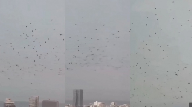 Ribuan Burung Gagak Terbang di Langit Tel Aviv (X/Jvnior)
